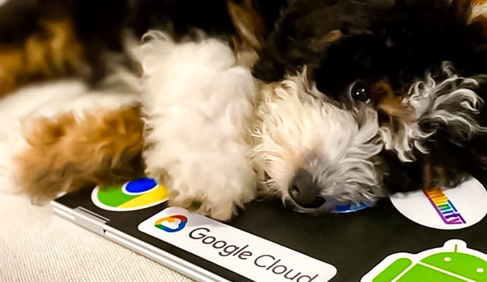 Google pet-friendly policies